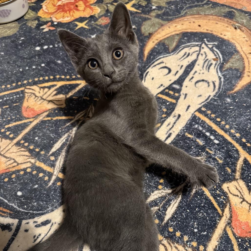Steely, a Adoptable Domestic Short Hair in Jupiter, FL image 1/6