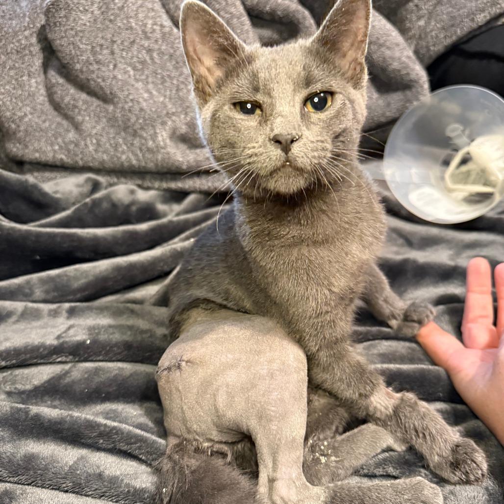 Steely, a Adoptable Domestic Short Hair in Jupiter, FL image 2/6