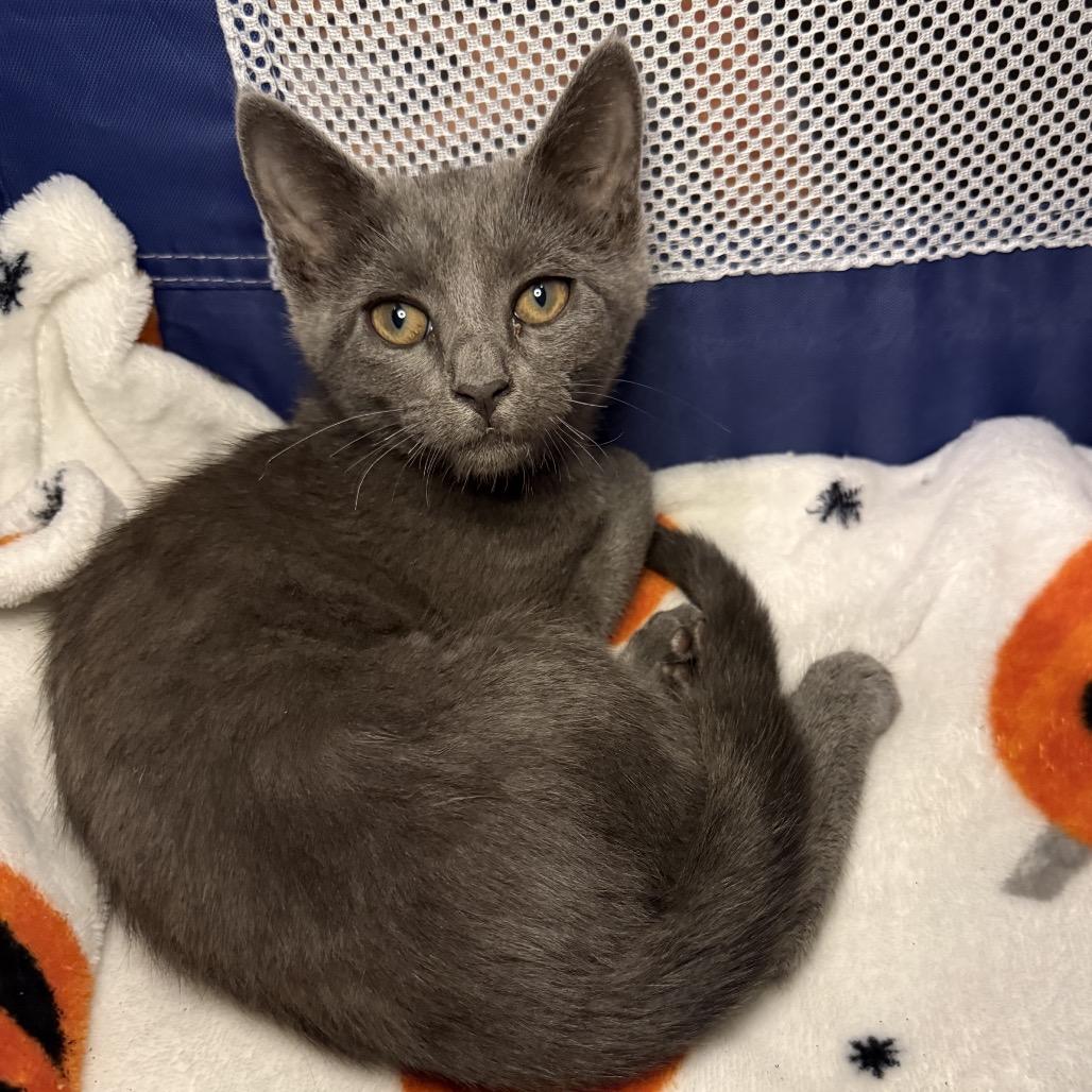 Steely, a Adoptable Domestic Short Hair in Jupiter, FL image 3/6