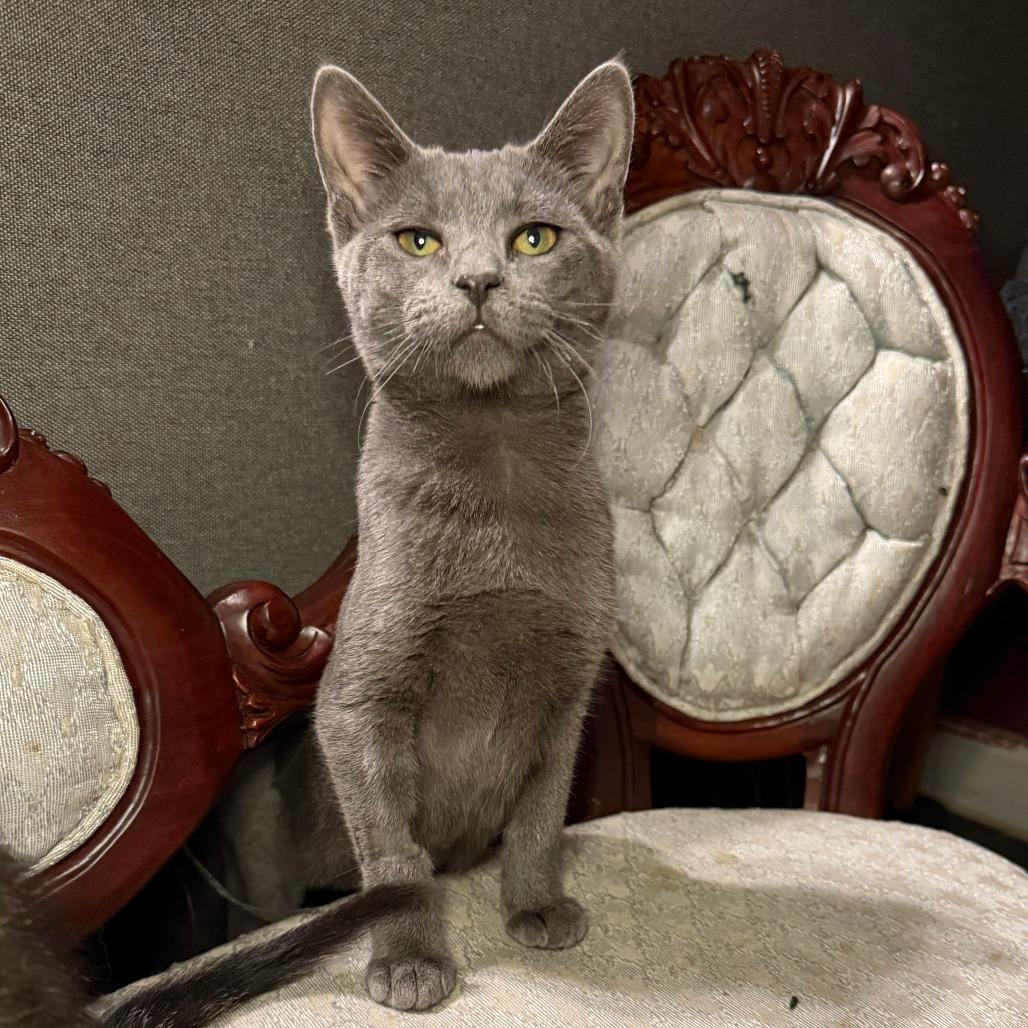 Steely, a Adoptable Domestic Short Hair in Jupiter, FL image 4/6