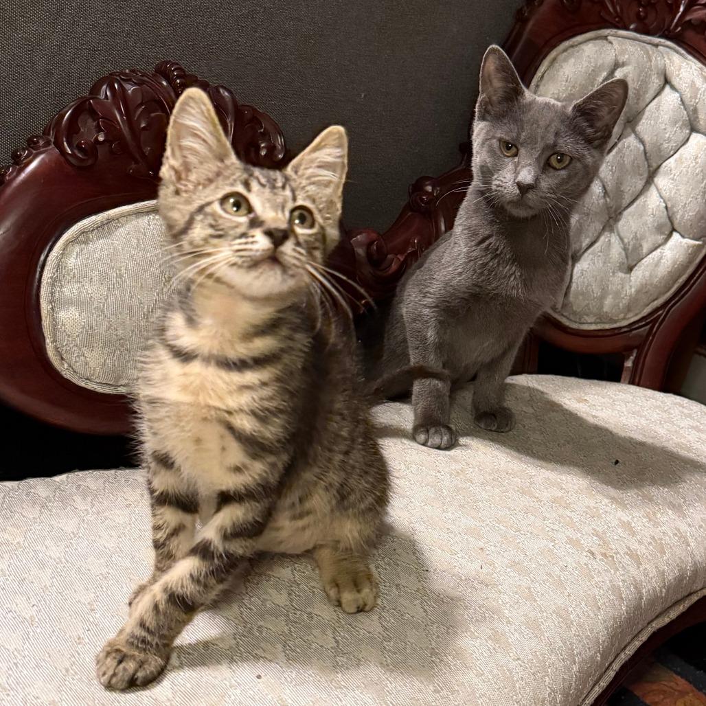 Steely, a Adoptable Domestic Short Hair in Jupiter, FL image 5/6