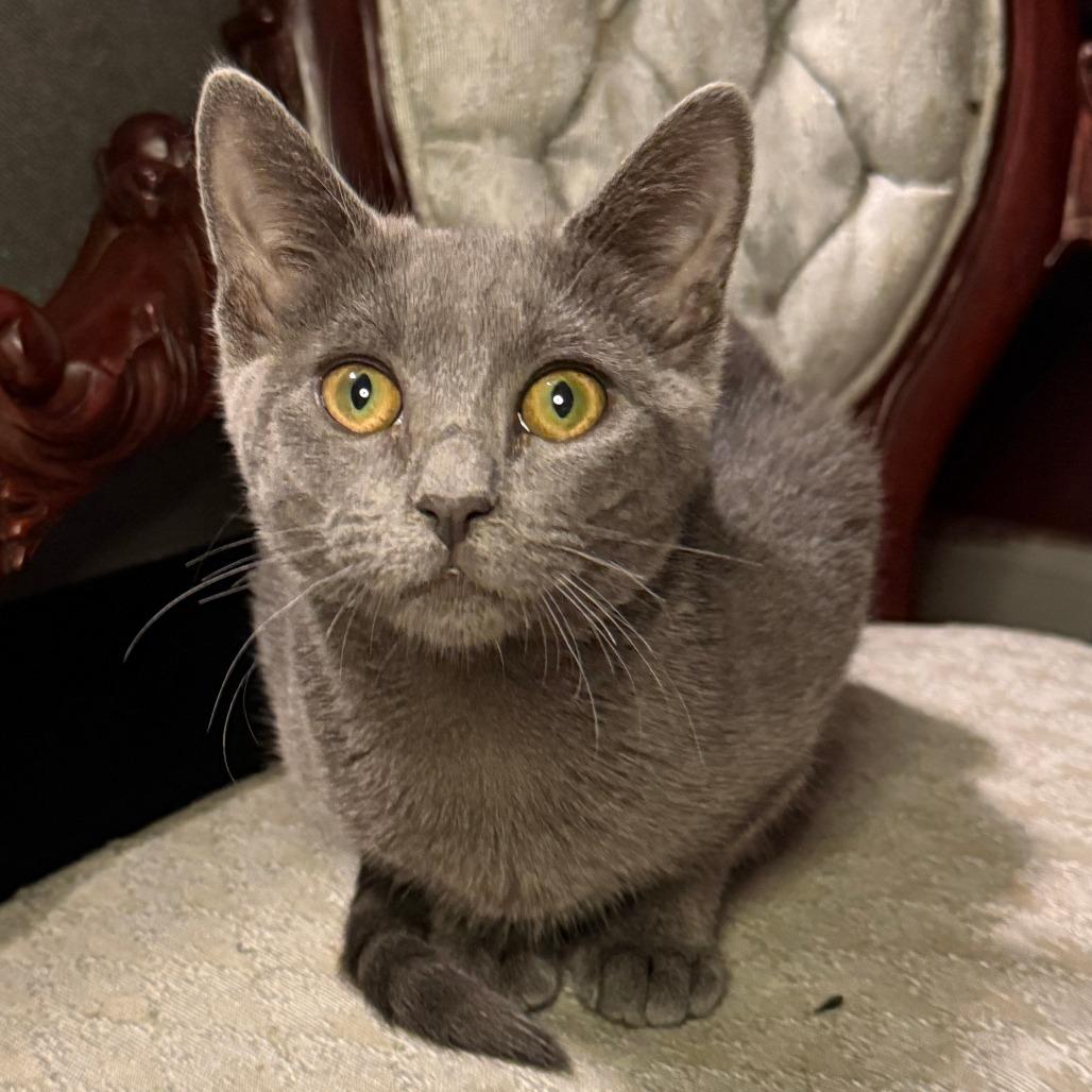 Steely, a Adoptable Domestic Short Hair in Jupiter, FL image 6/6