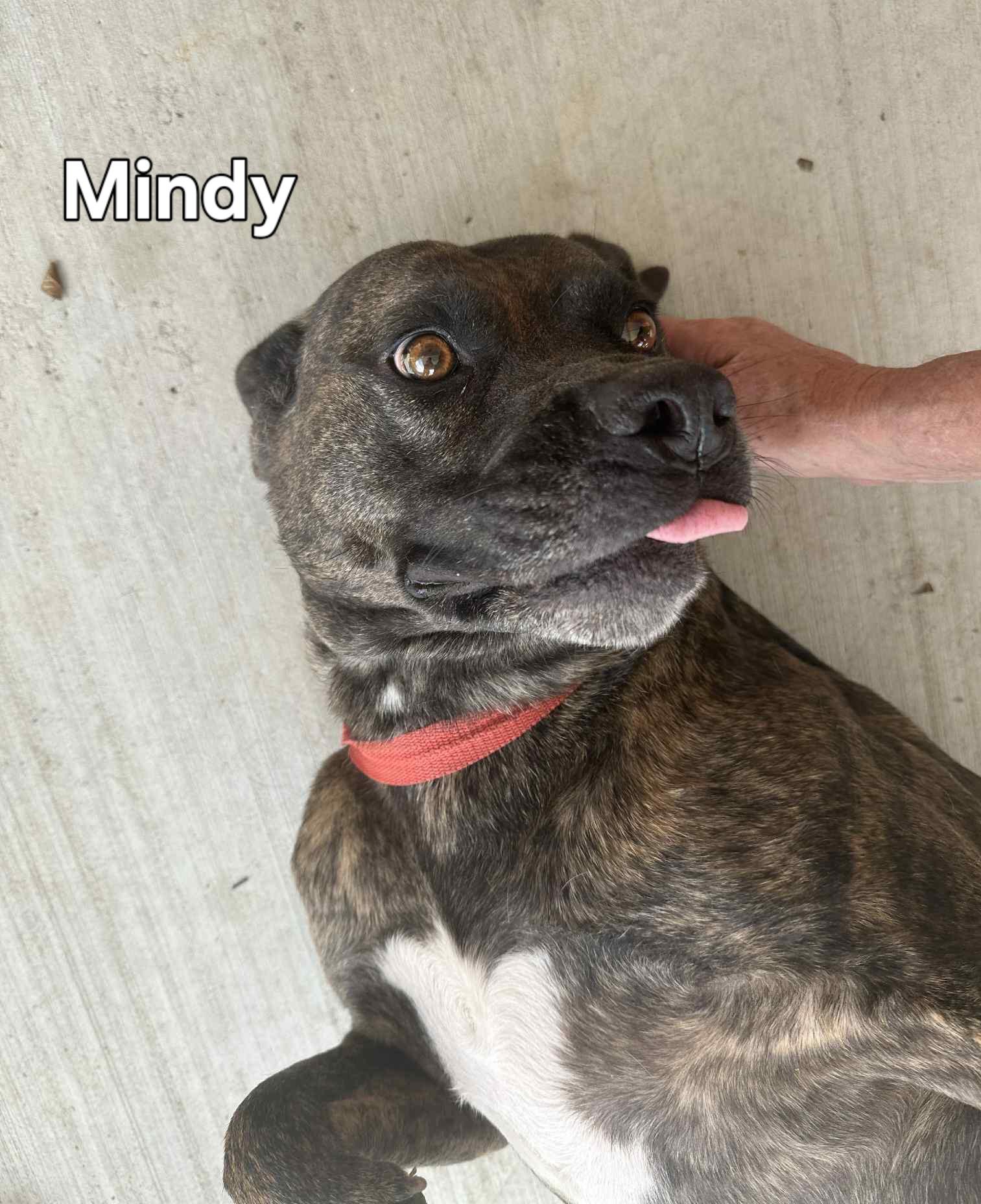Enlarge Mindy, a Adoptable American Bully in Springhill, LA image 1/3
