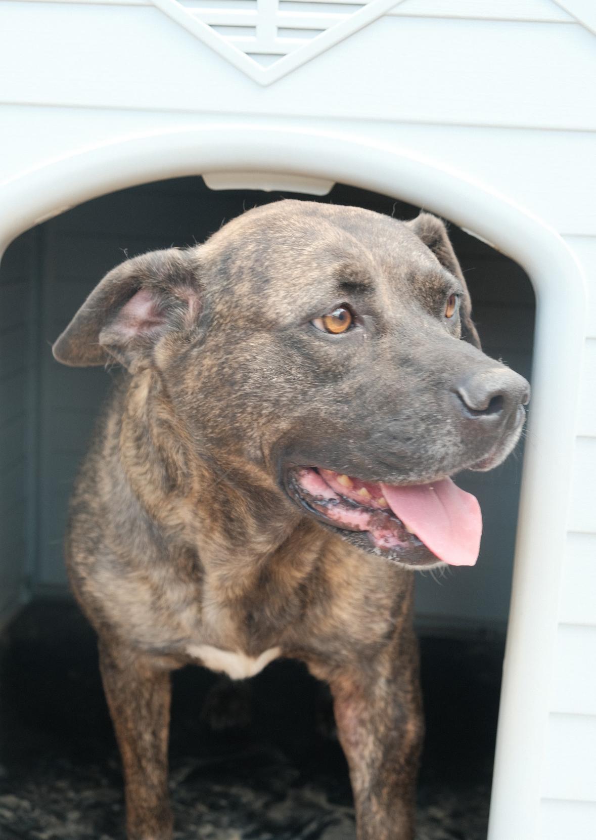 Enlarge Mindy, a Adoptable American Bully in Springhill, LA image 2/3
