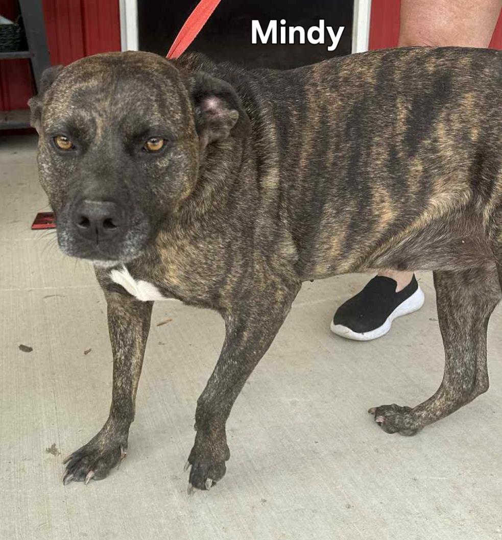Enlarge Mindy, a Adoptable American Bully in Springhill, LA image 3/3