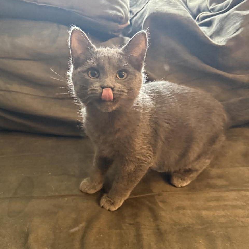 Alberto, Adoptable, Kitten Male Domestic Short Hair.