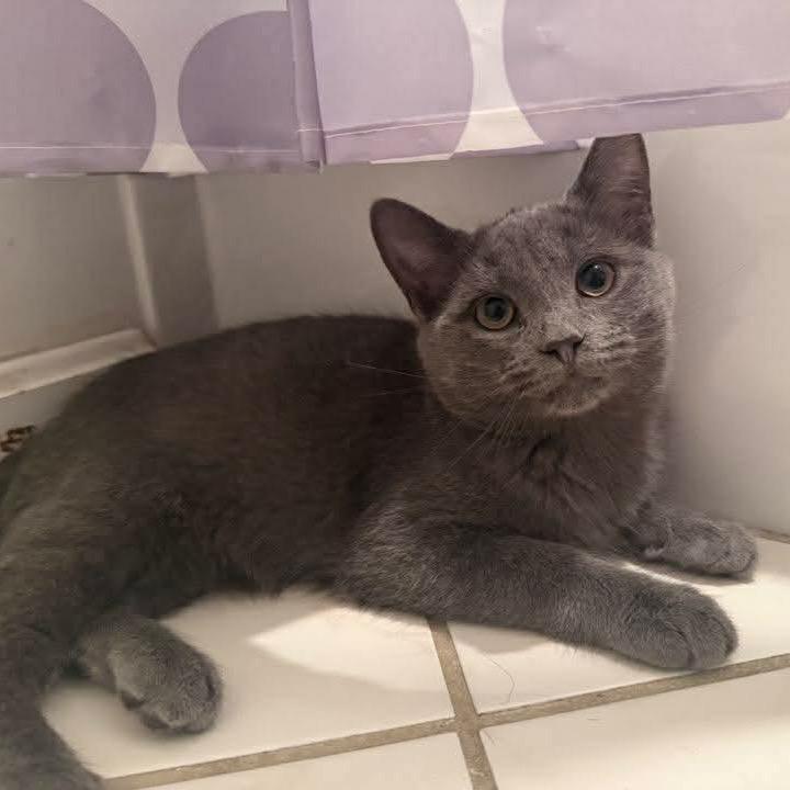 Enlarge Alberto, a Adoptable Domestic Short Hair in Jarrettsville, MD image 2/6