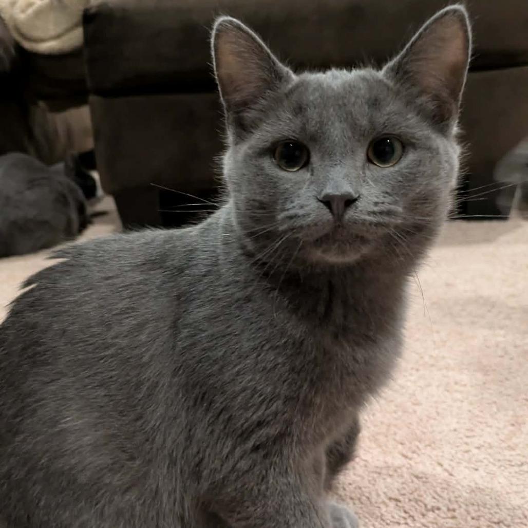 Enlarge Alberto, a Adoptable Domestic Short Hair in Jarrettsville, MD image 3/6