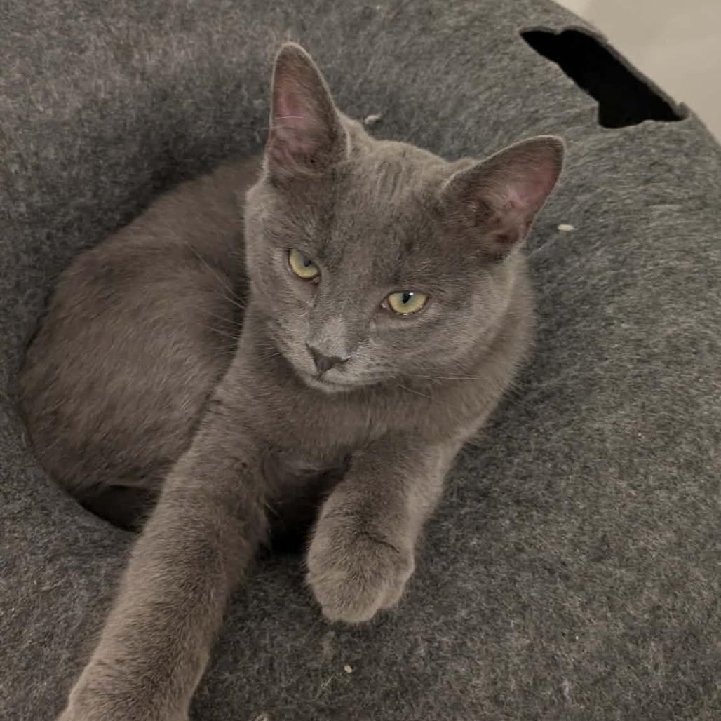 Enlarge Alberto, a Adoptable Domestic Short Hair in Jarrettsville, MD image 4/6