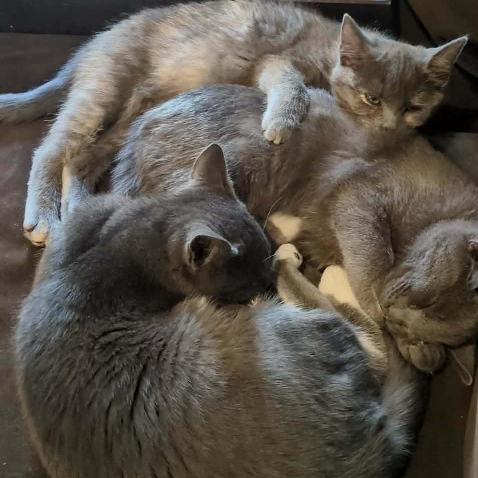 Enlarge Alberto, a Adoptable Domestic Short Hair in Jarrettsville, MD image 5/6