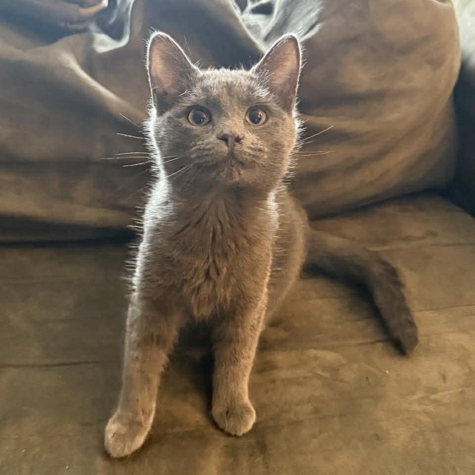 Enlarge Alberto, a Adoptable Domestic Short Hair in Jarrettsville, MD image 6/6