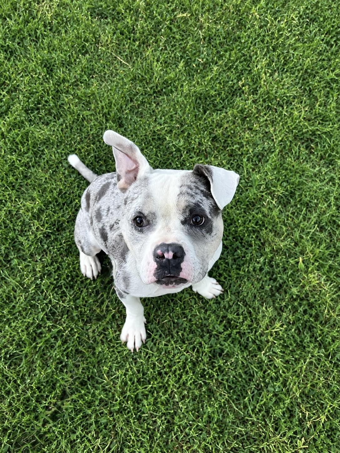 Enlarge CHAMP, a Adoptable mixed breed in Portland , OR image 2/6