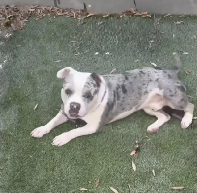 Enlarge CHAMP, a Adoptable mixed breed in Portland , OR image 4/6