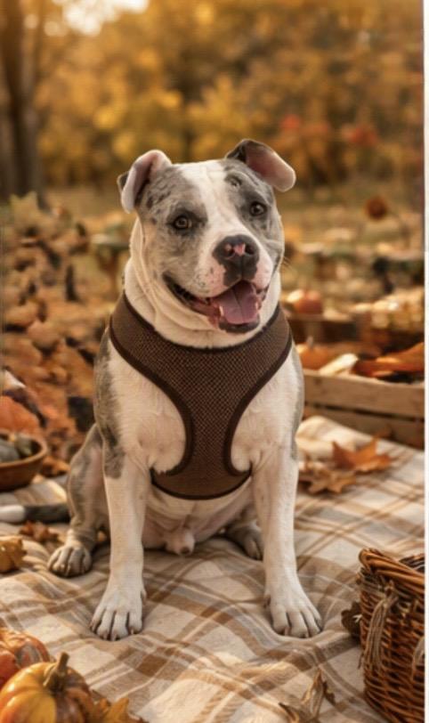 Enlarge CHAMP, a Adoptable mixed breed in Portland , OR image 3/6
