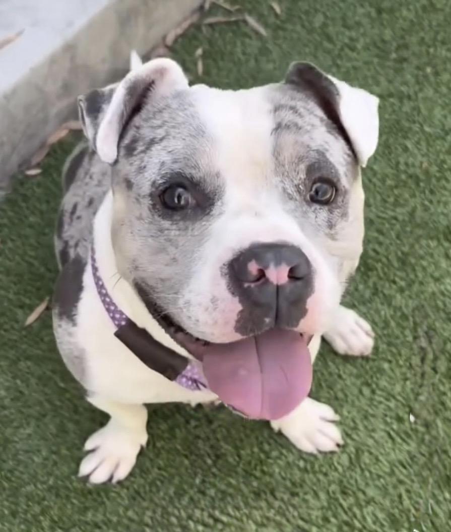 Enlarge CHAMP, a Adoptable mixed breed in Portland , OR image 1/6