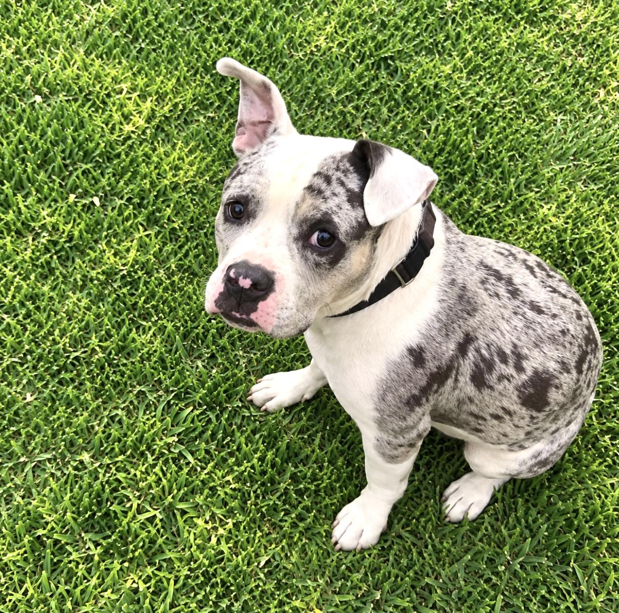 Enlarge CHAMP, a Adoptable mixed breed in Portland , OR image 6/6