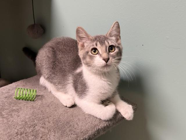 Enlarge Stevie, a Adopted Domestic Short Hair in Amery, WI image 3/3