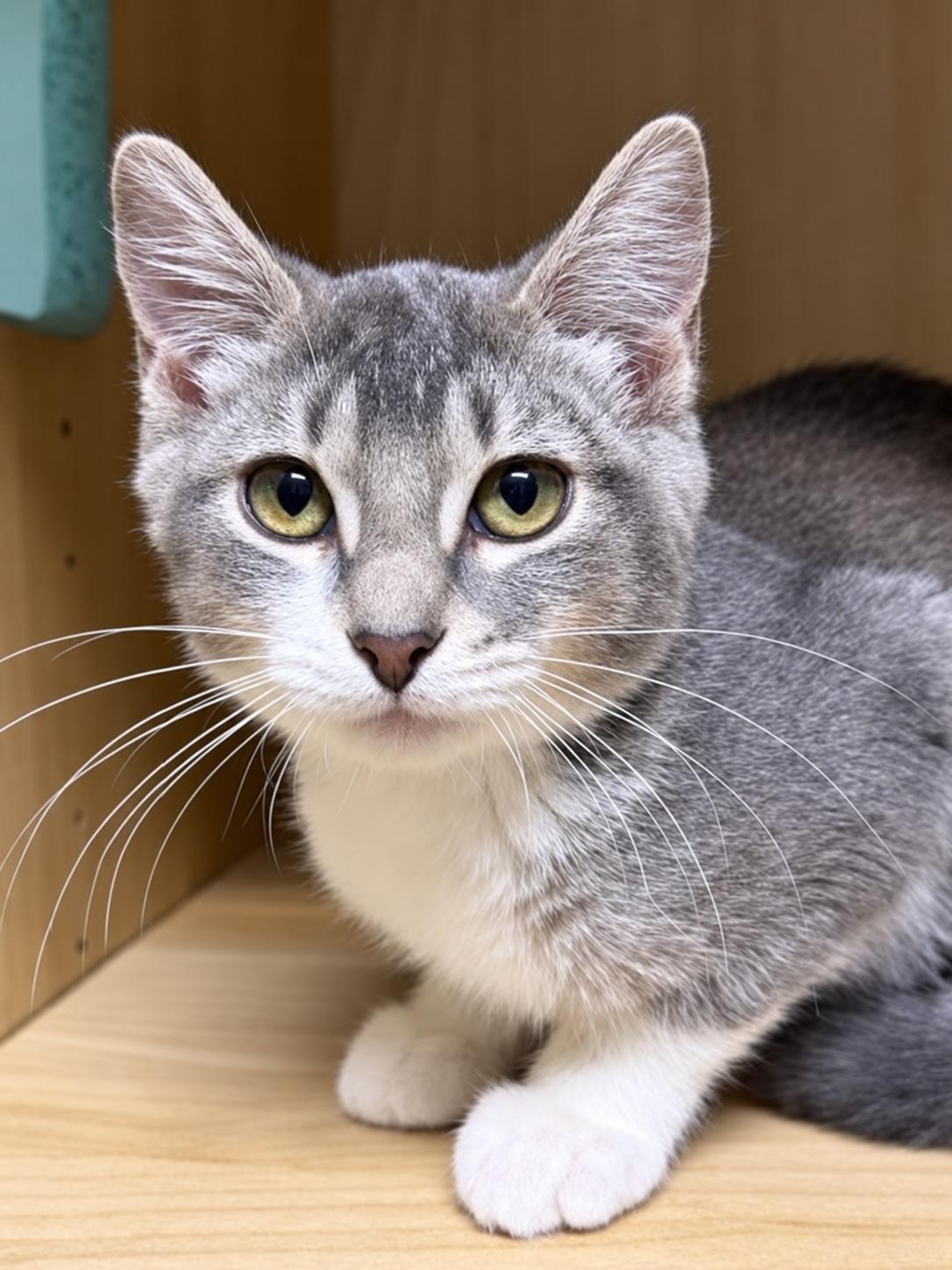 Enlarge Stevie, a Adopted Domestic Short Hair in Amery, WI image 1/3