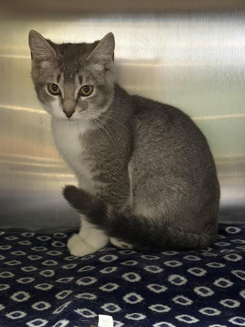 Enlarge Stevie, a Adopted Domestic Short Hair in Amery, WI image 2/3