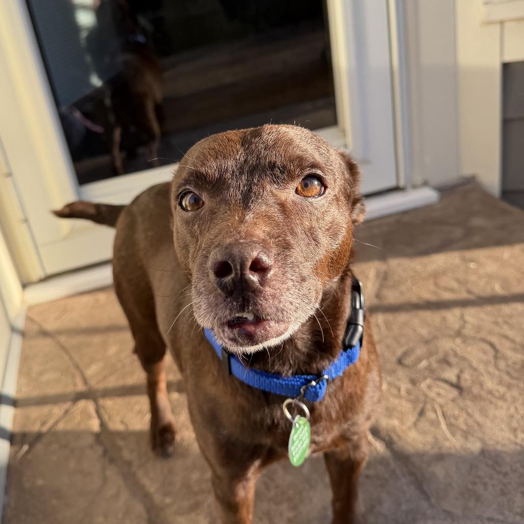 Enlarge Rascal, a Adoptable mixed breed in Shawnee, KS image 1/6