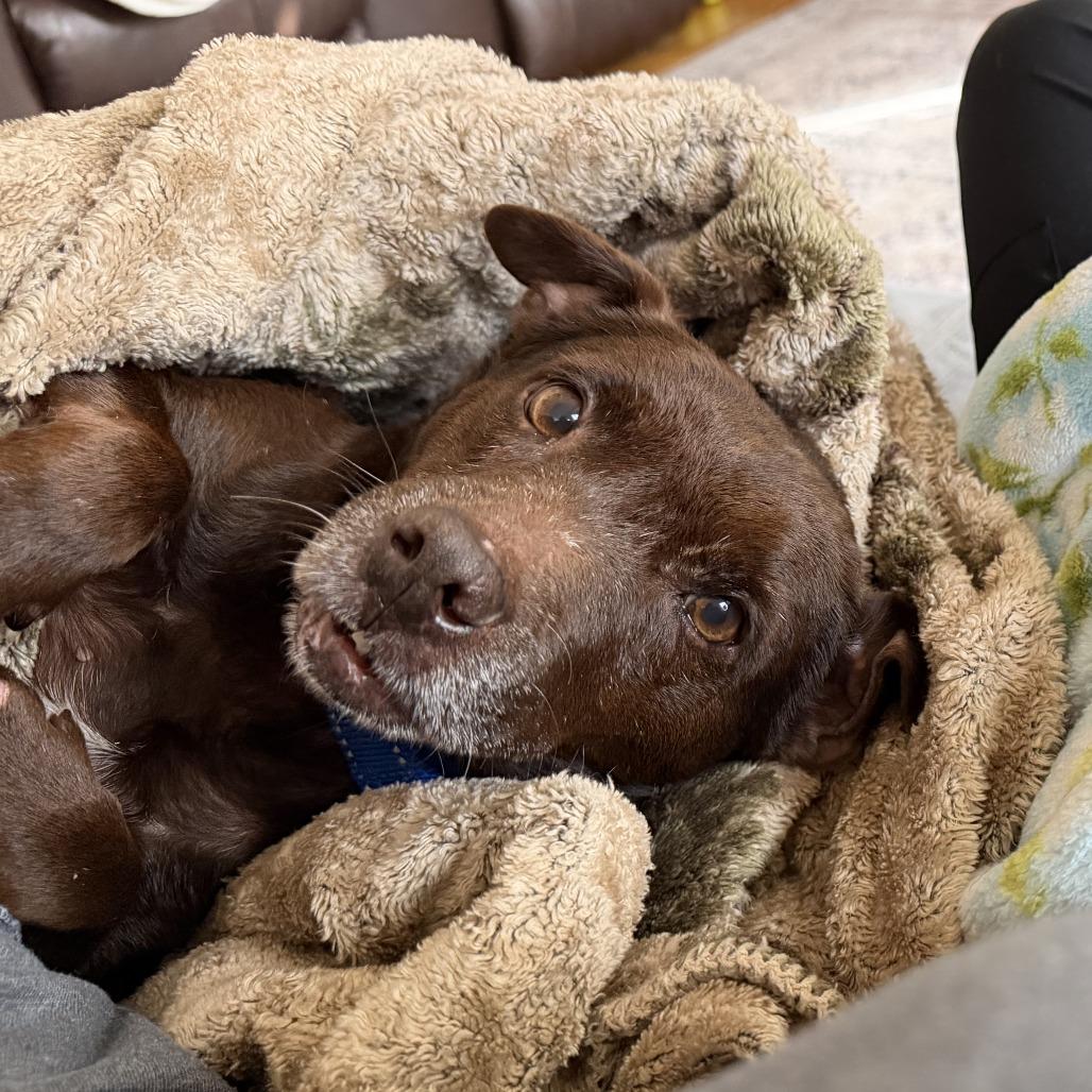 Enlarge Rascal, a Adoptable mixed breed in Shawnee, KS image 2/6