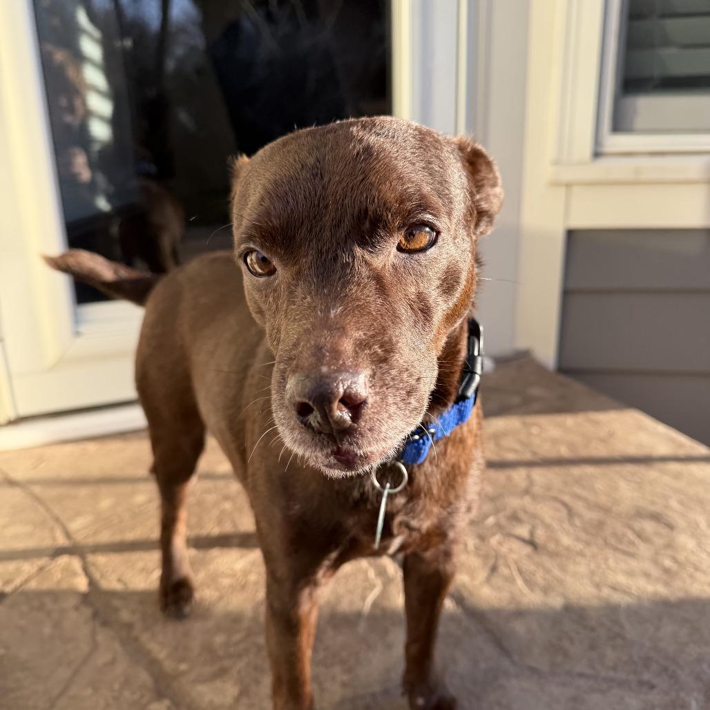 Enlarge Rascal, a Adoptable mixed breed in Shawnee, KS image 3/6