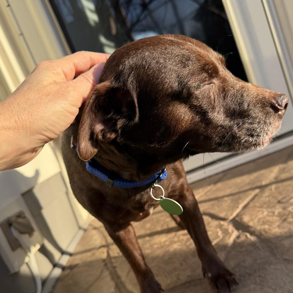 Enlarge Rascal, a Adoptable mixed breed in Shawnee, KS image 4/6