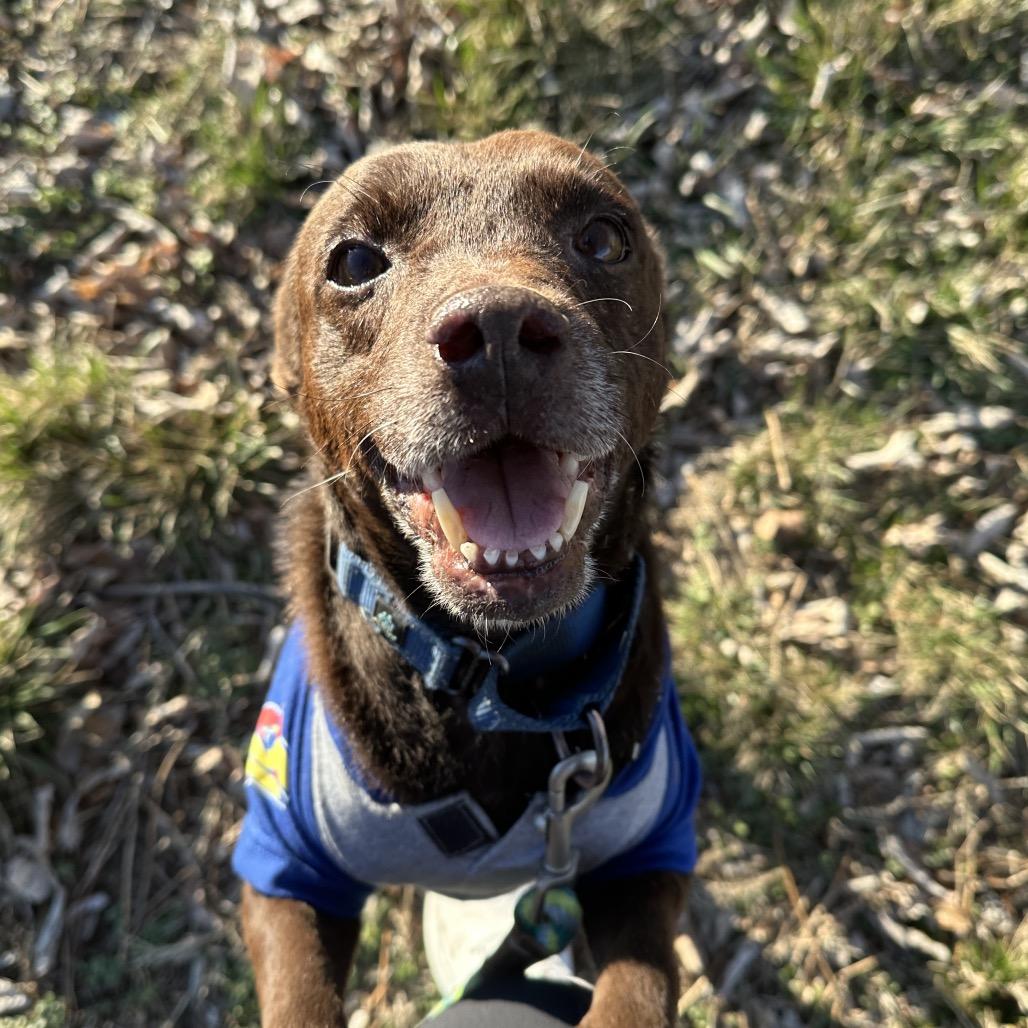 Enlarge Rascal, a Adoptable mixed breed in Shawnee, KS image 5/6