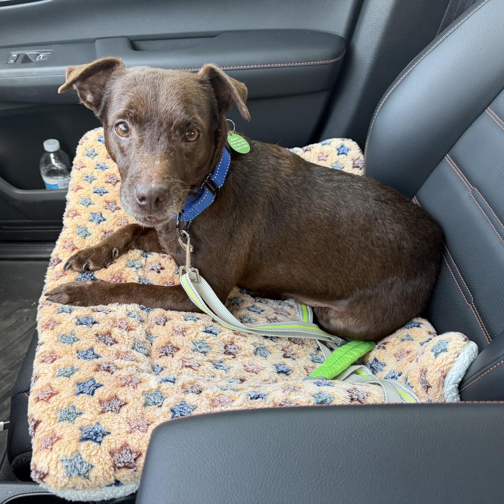 Enlarge Rascal, a Adoptable mixed breed in Shawnee, KS image 6/6