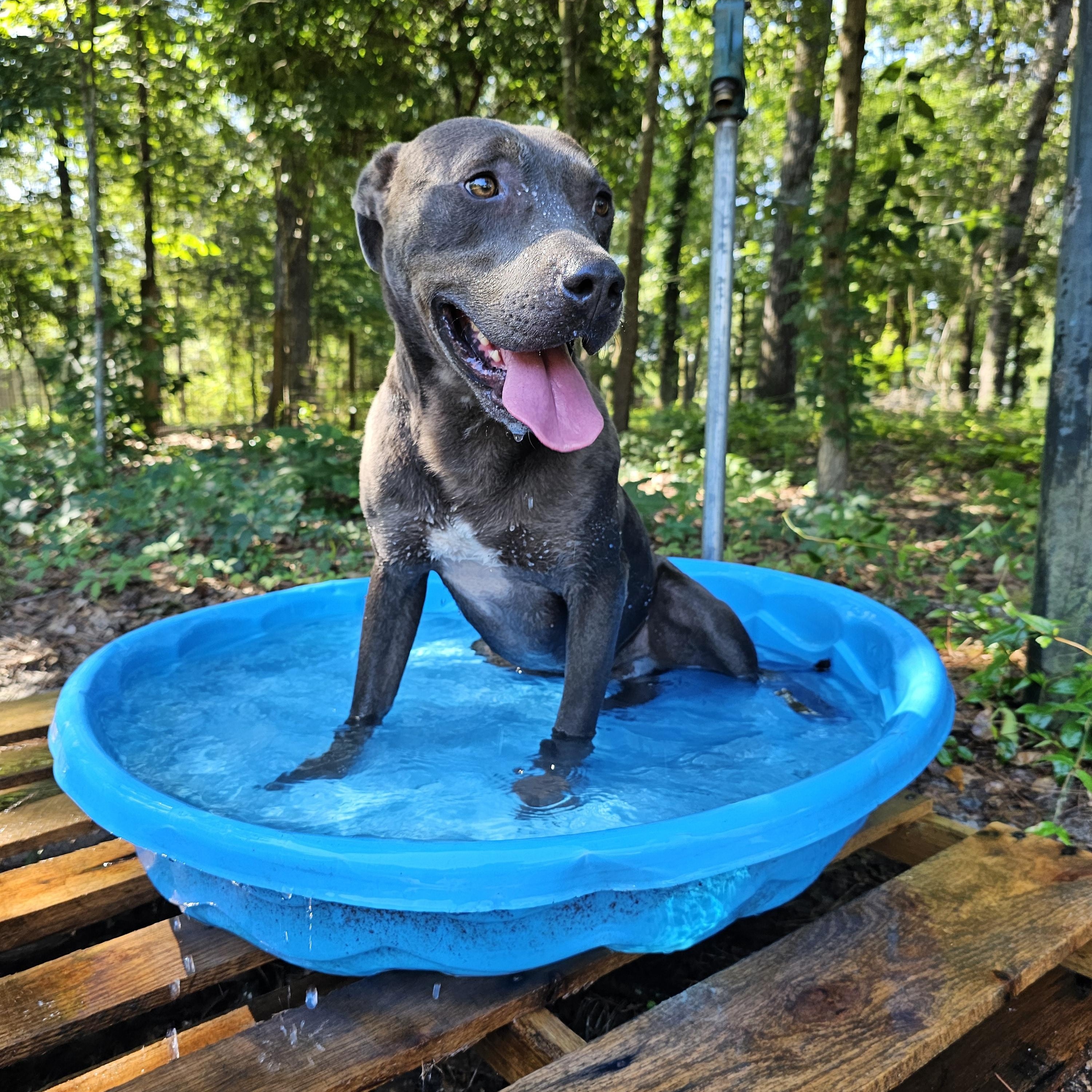 Eddison (Eddie), a Adoptable mixed breed in Orangeburg, SC image 5/6