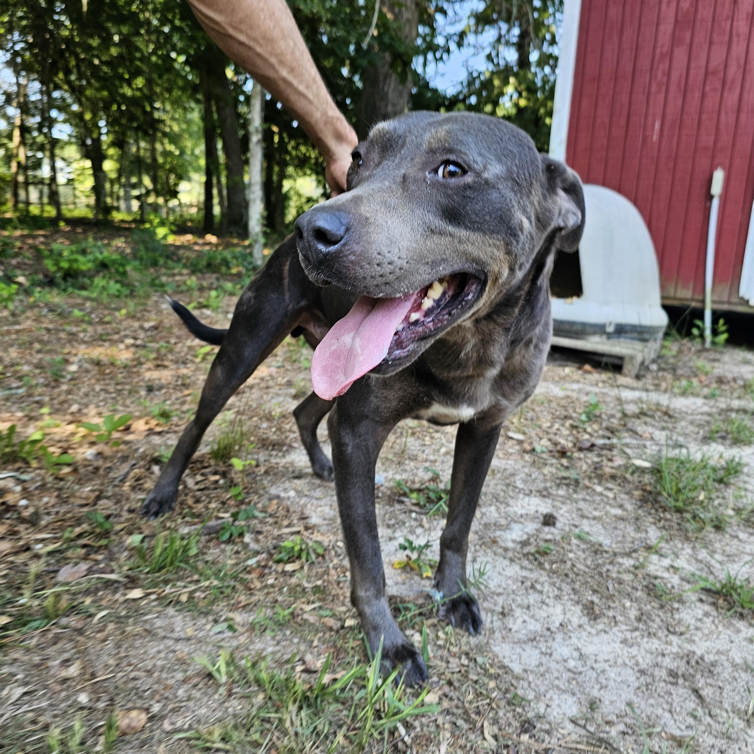 Eddison (Eddie), a Adoptable mixed breed in Orangeburg, SC image 4/6