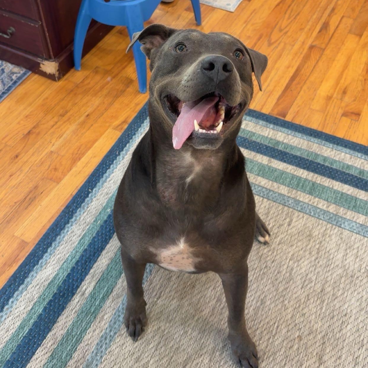 Enlarge Eddison (Eddie), a Adoptable mixed breed in Orangeburg, SC image 2/6