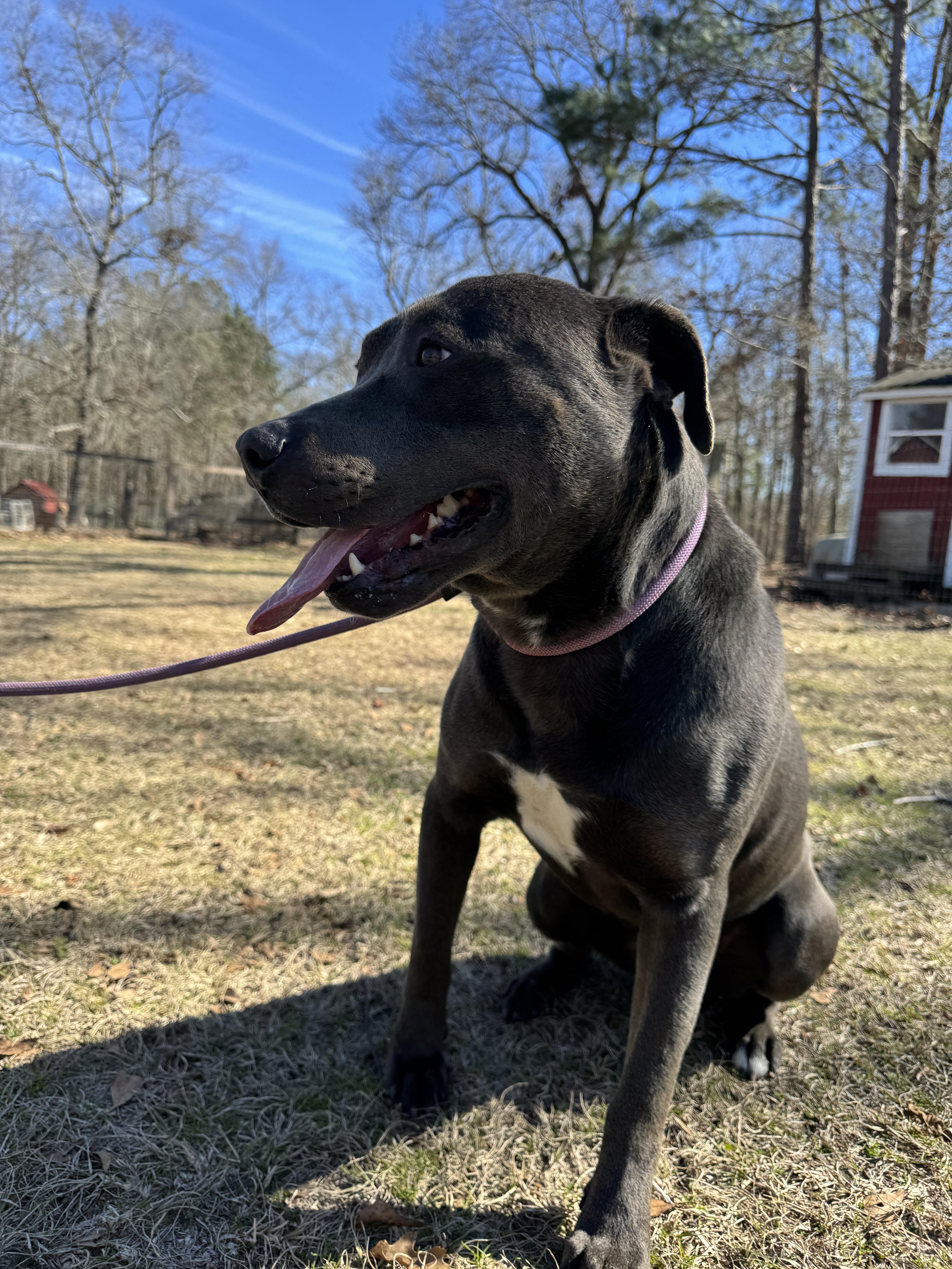 Eddison (Eddie), a Adoptable mixed breed in Orangeburg, SC image 2/6