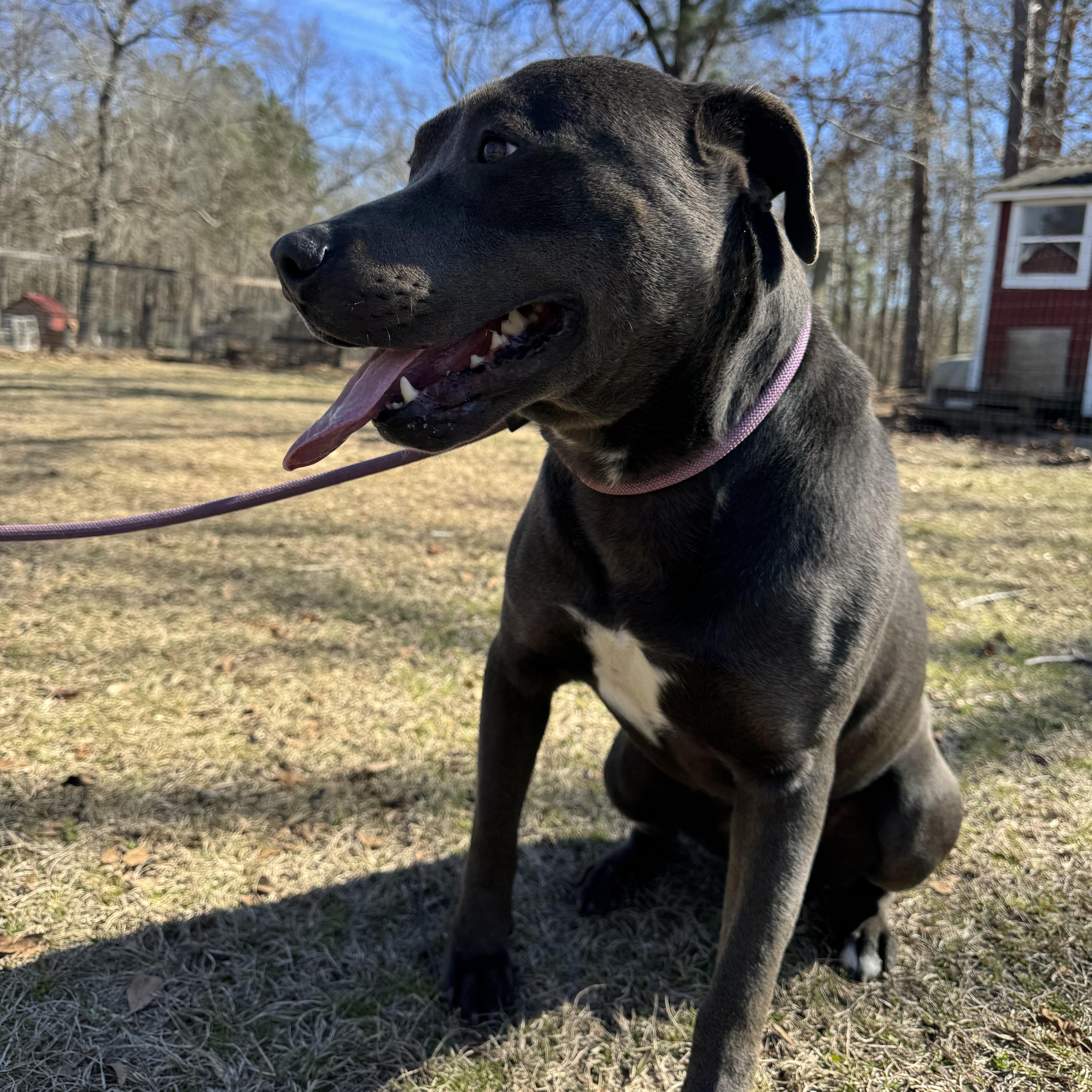 Enlarge Eddison (Eddie), a Adoptable mixed breed in Orangeburg, SC image 3/6