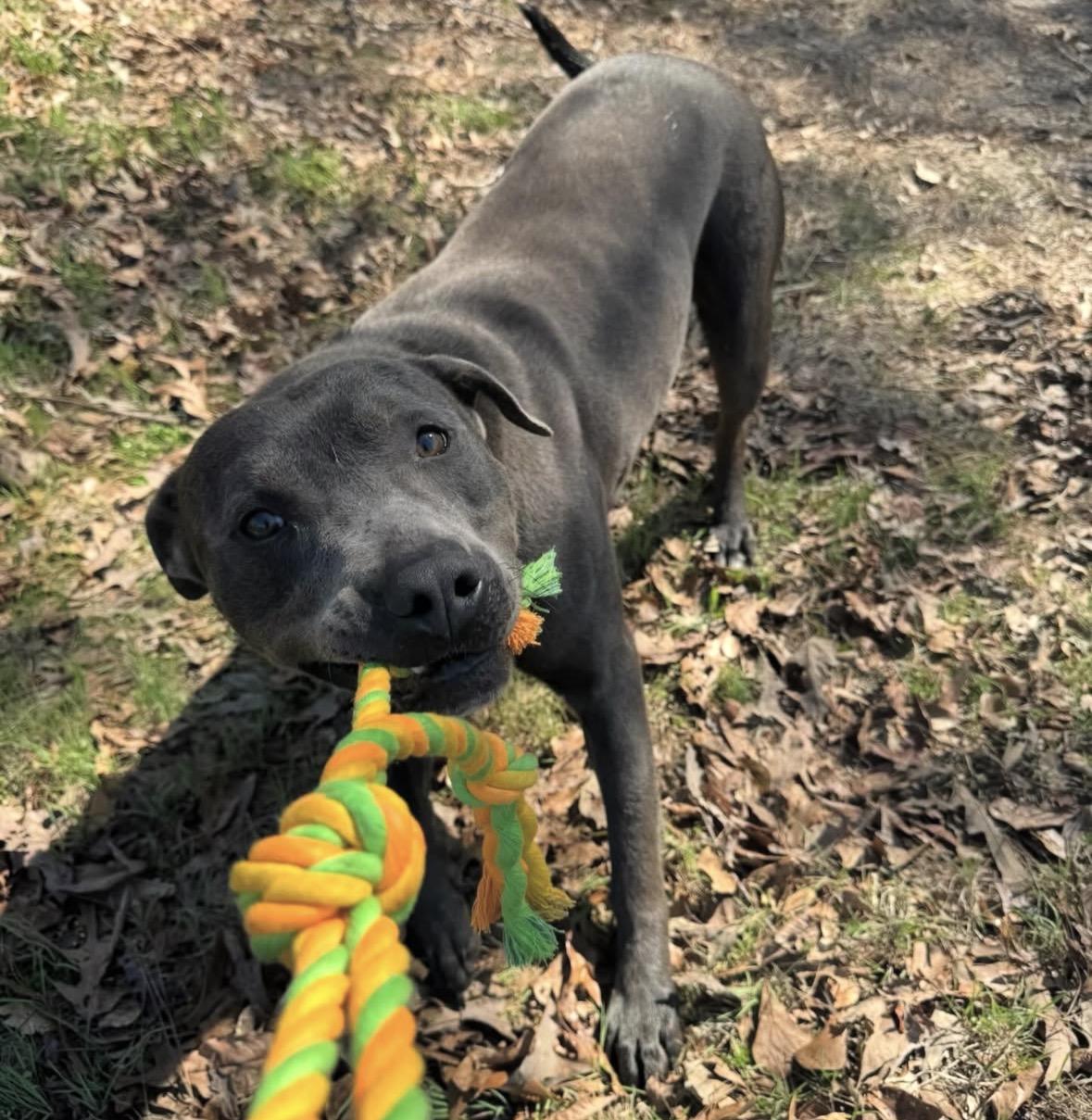 Enlarge Eddison (Eddie), a Adoptable mixed breed in Orangeburg, SC image 1/6