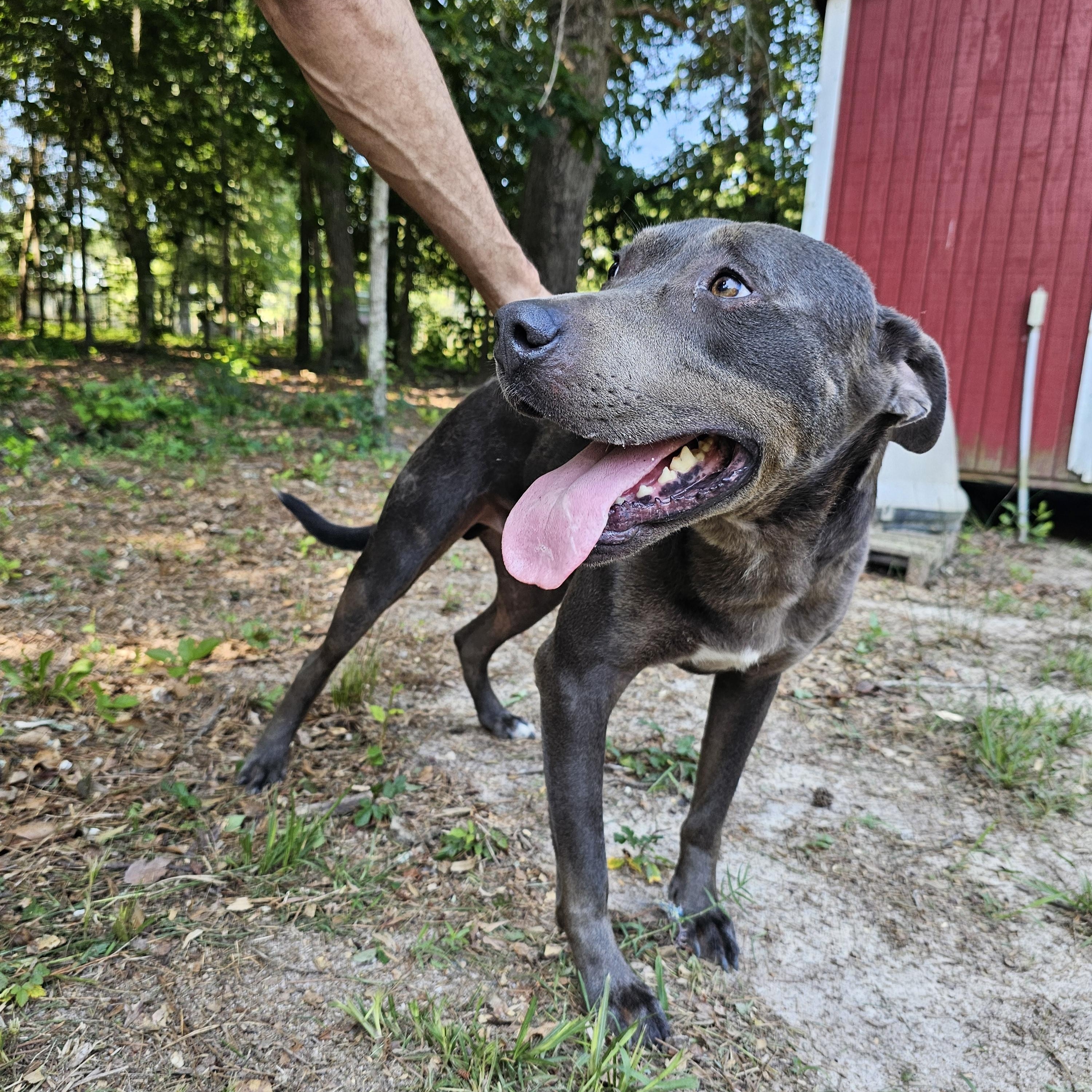 Eddison (Eddie), a Adoptable mixed breed in Orangeburg, SC image 3/6