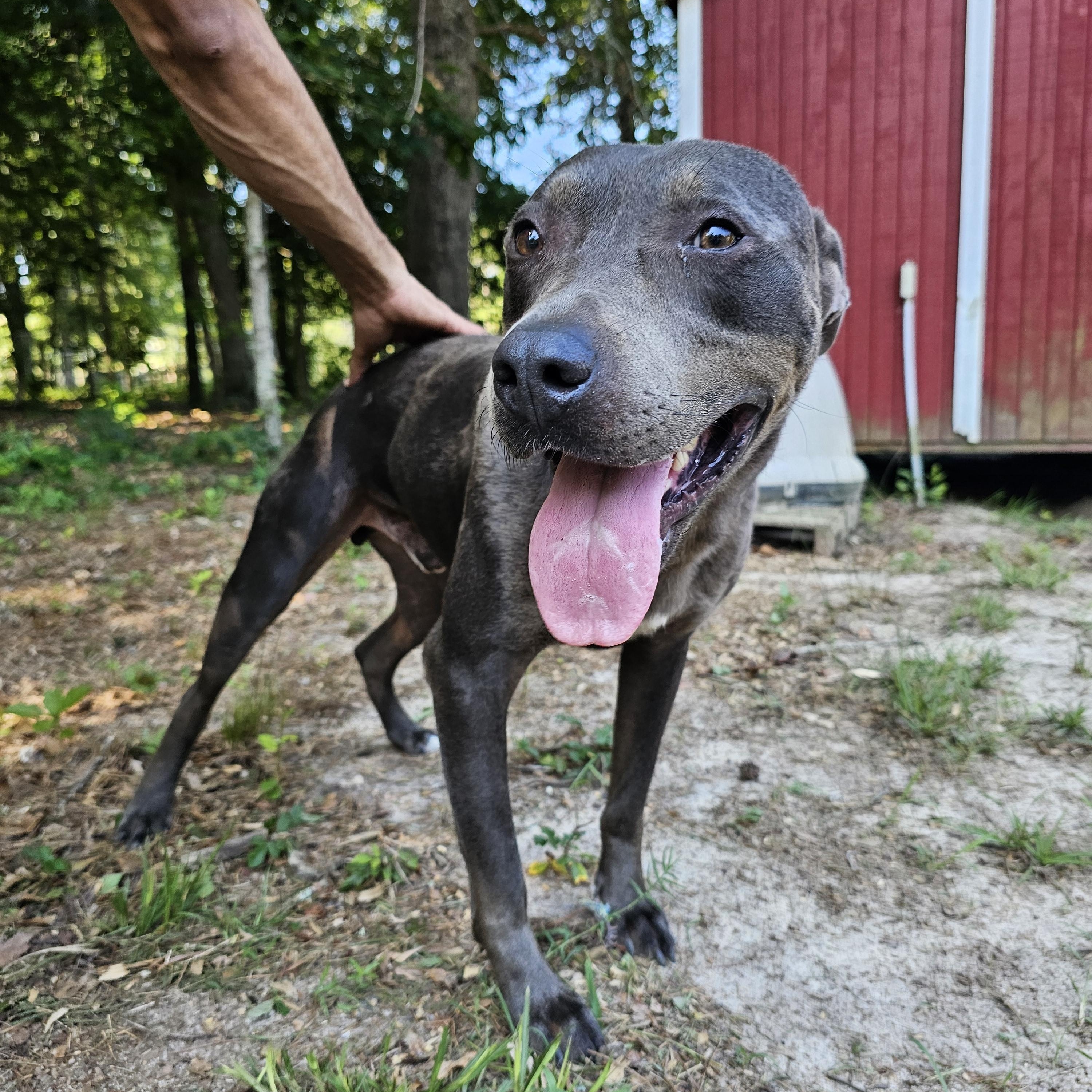 Eddison (Eddie), a Adoptable mixed breed in Orangeburg, SC image 6/6