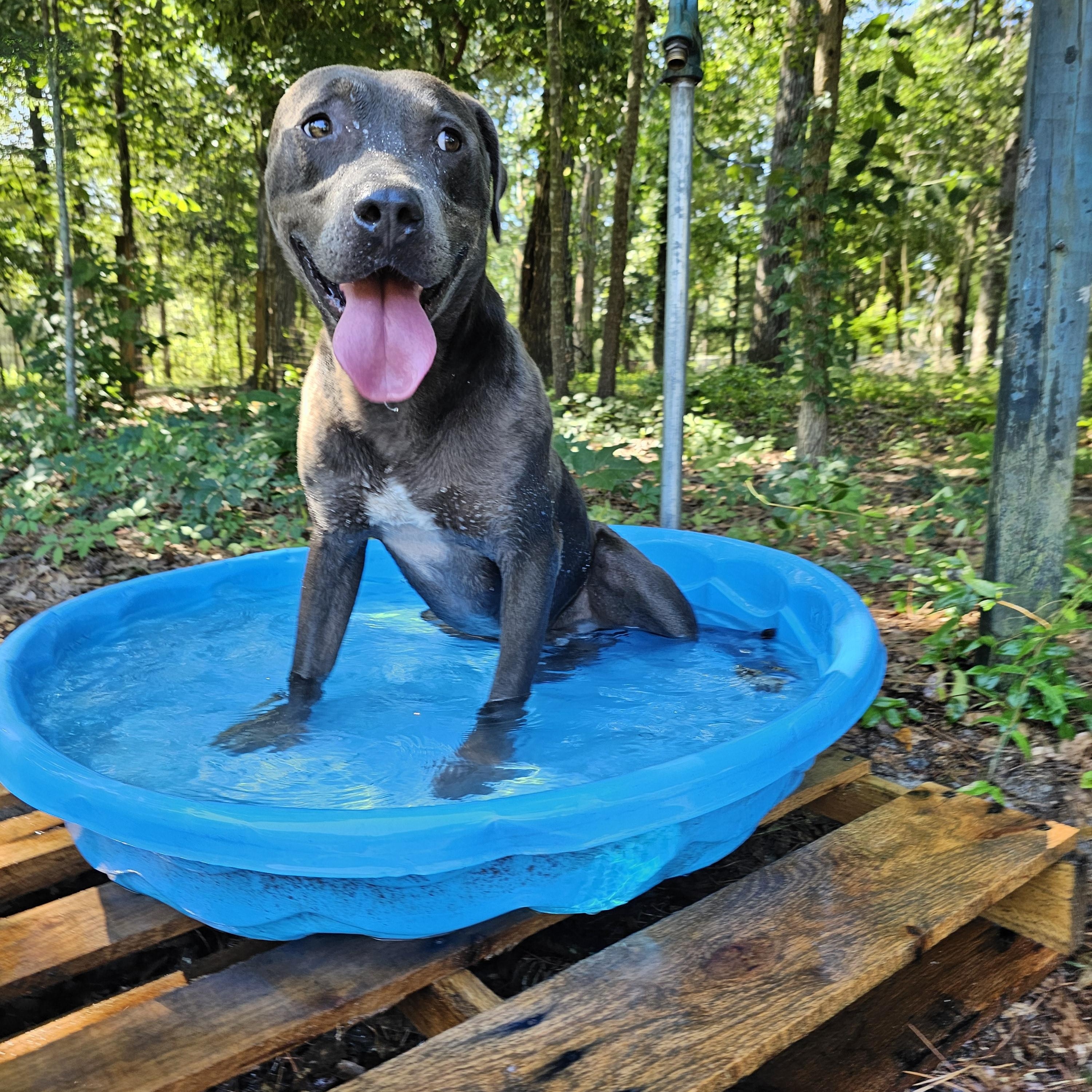 Eddison (Eddie), Adoptable, Young Male Black Labrador Retriever.