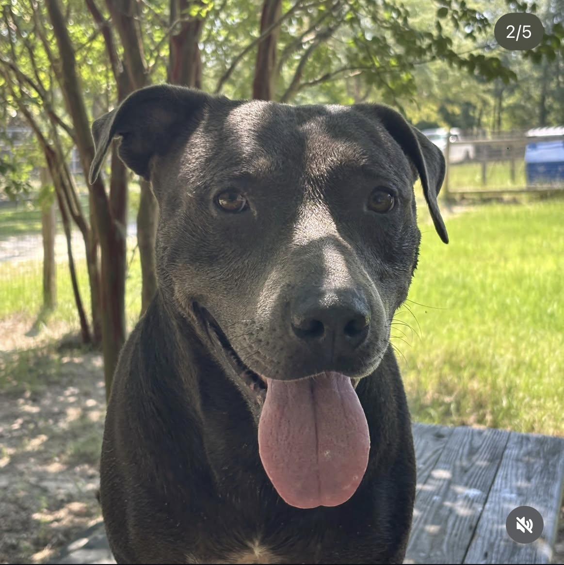 Enlarge Eddison (Eddie), a Adoptable mixed breed in Orangeburg, SC image 6/6