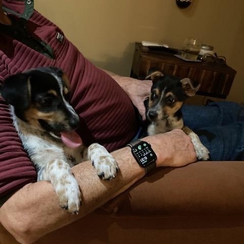 Enlarge Gremlin, a hold mixed breed in Rockland, ME image 3/6