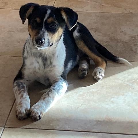 Enlarge Gremlin, a hold mixed breed in Rockland, ME image 1/6