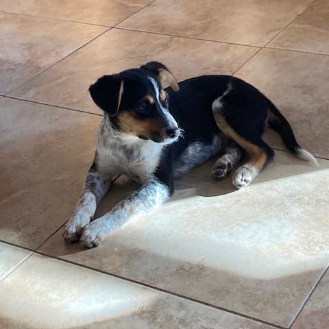 Enlarge Gremlin, a hold mixed breed in Rockland, ME image 4/6