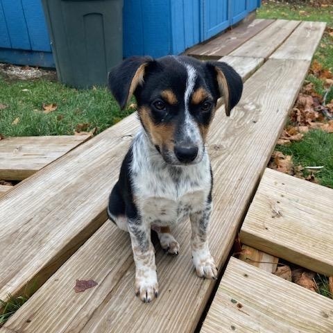 Enlarge Gremlin, a hold mixed breed in Rockland, ME image 2/6