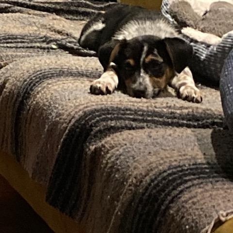 Enlarge Gremlin, a hold mixed breed in Rockland, ME image 5/6