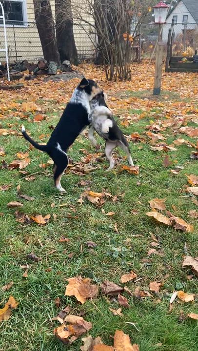 Enlarge Gremlin, a hold mixed breed in Rockland, ME video 6/6