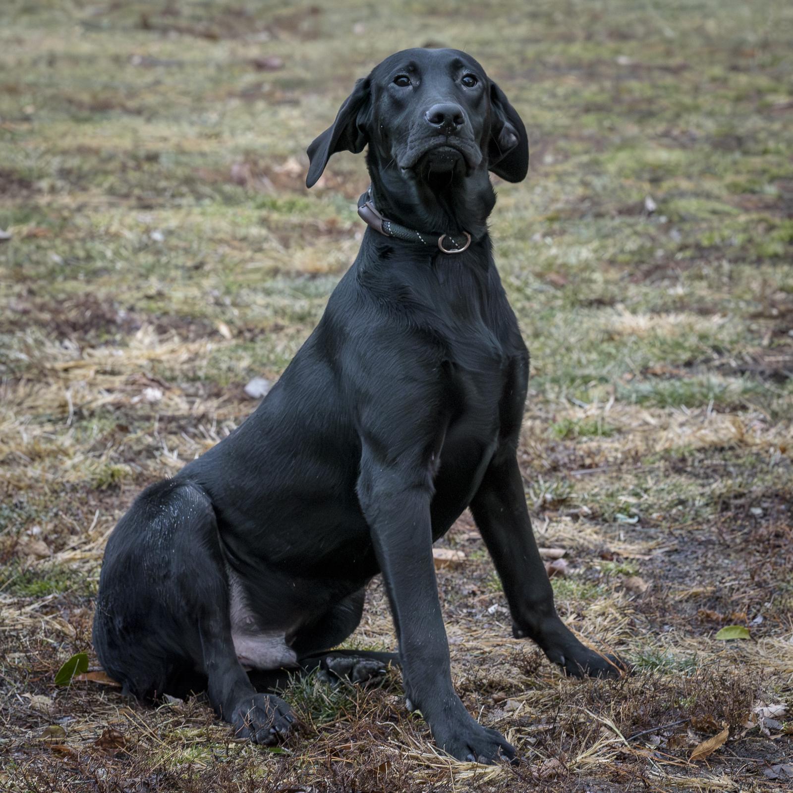 Cornelius thumbnail 3