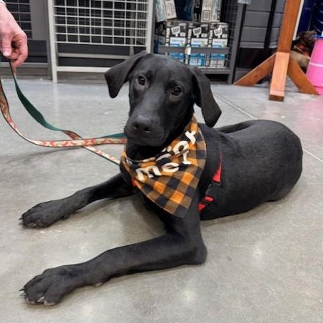 Cornelius thumbnail 4