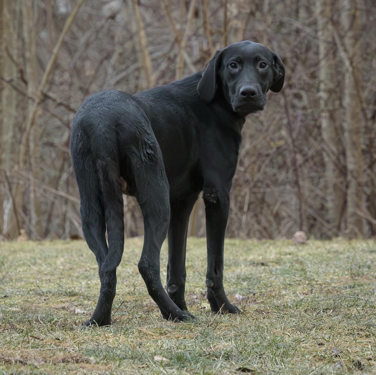 Cornelius thumbnail 5