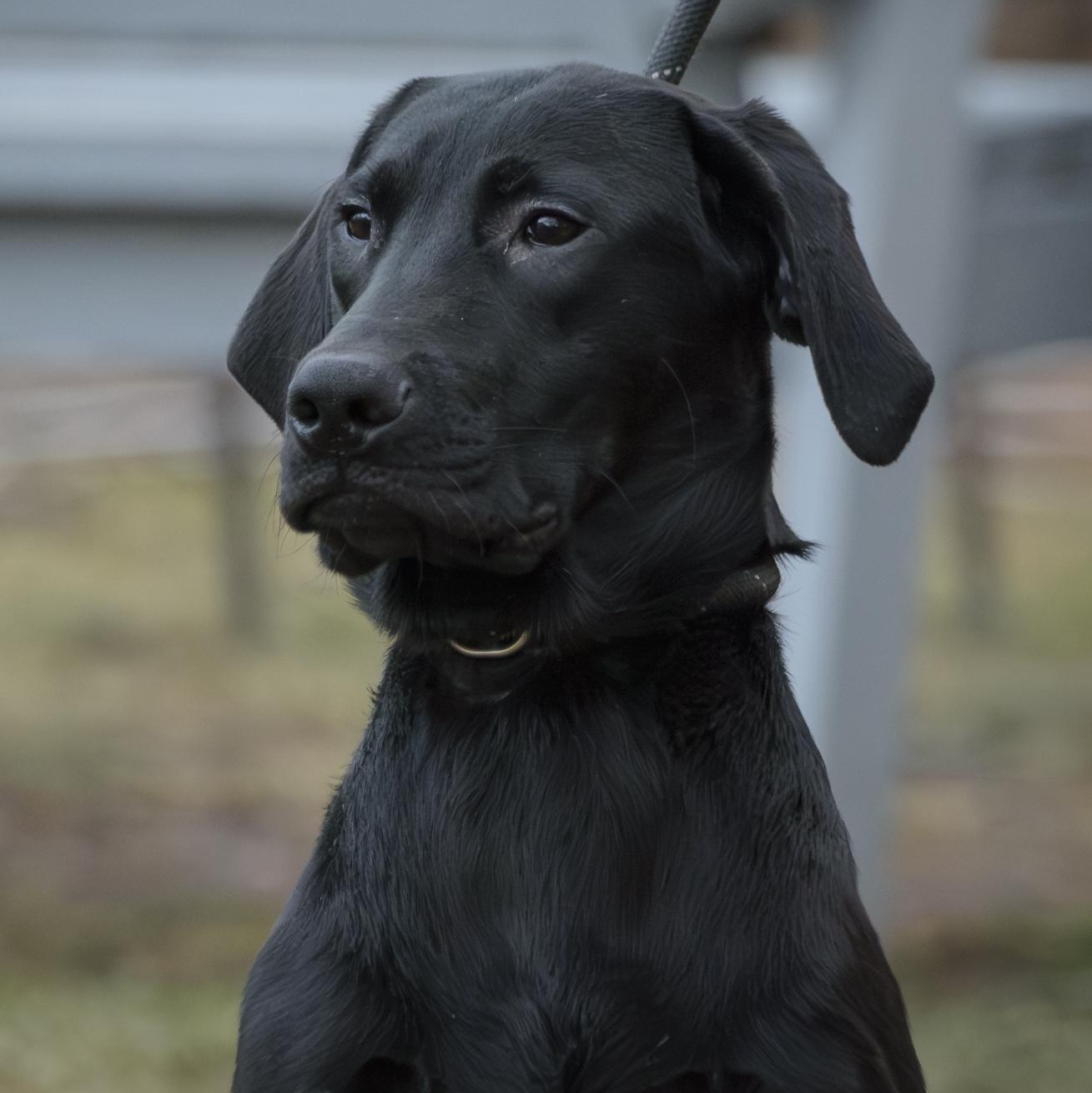 Cornelius thumbnail 6