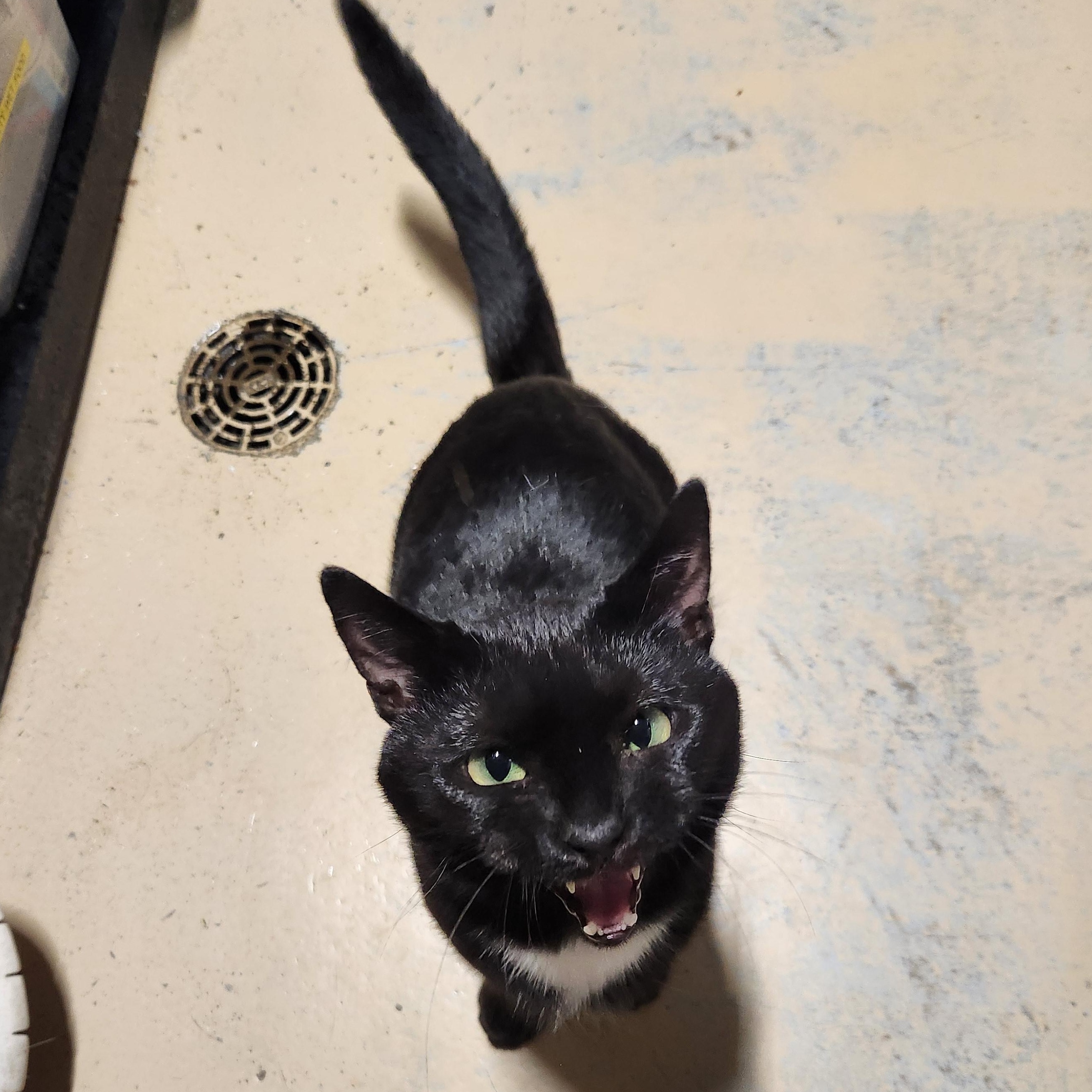 Enlarge Alan, a ADOPTABLE mixed breed in Bolingbrook, IL image 3/4